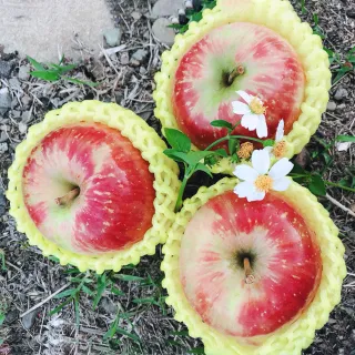 【水果達人】紐西蘭蘋果15顆* 4盒(蜜蘋果)