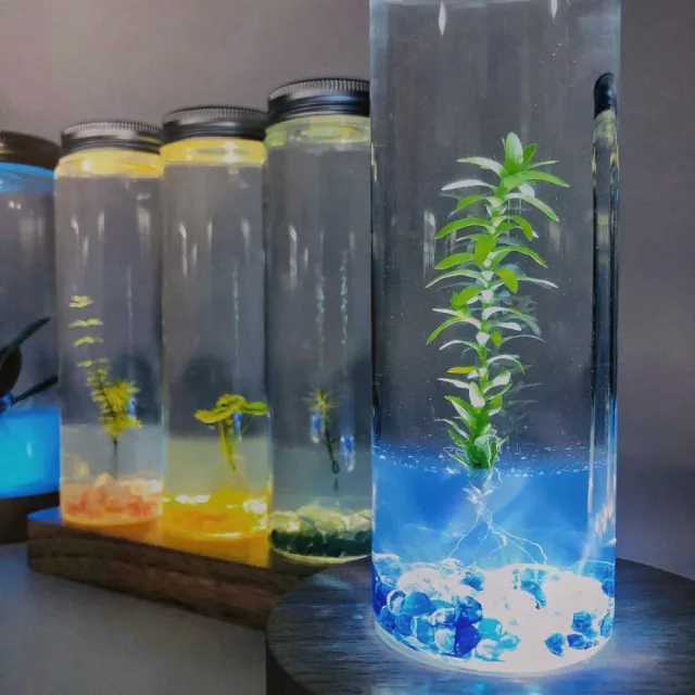 小室瓶栽 桌上療癒水草瓶太陽水草瓶栽裝飾款 Momo購物網