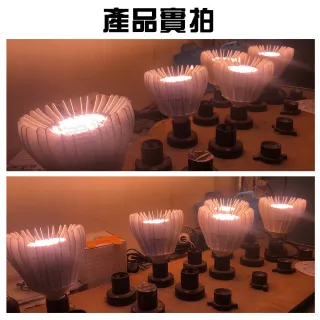 【JIUNPEY 君沛】君沛 植物燈系列 夾式 40瓦 E27 植物燈泡 加強型全光譜 全電壓(植物燈)