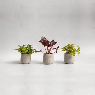 【花意空間】觀葉植物桌上盆組 - C(植栽 淨化空氣 開幕送禮)