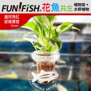 水耕植物 Momo購物網