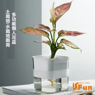 【iSFun】懶人園藝＊自動吸水透視水土培花盆(2色可選)