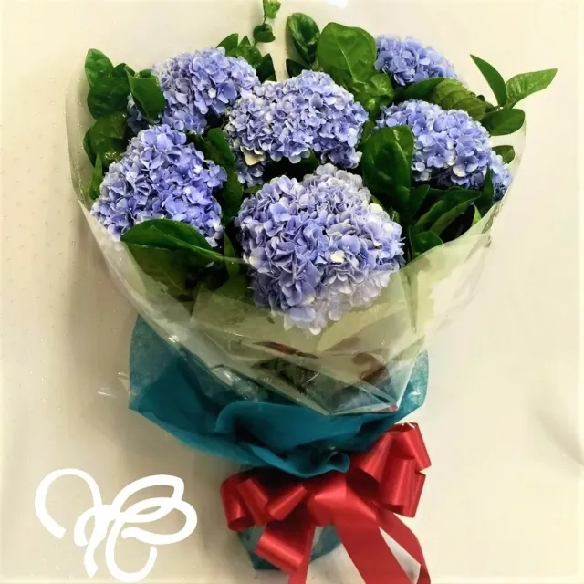 The Flower嬪嬪花藝坊 6朵藍色繡球花花束 雙北專車專人配送 鮮花花禮 買花送花 Momo購物網 雙12優惠推薦 22年12月
