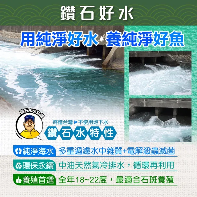 【蘇班長安心石斑】龍虎斑鮮魚切塊500g 任選1500免運(符合歐盟標準 食安三規認證)