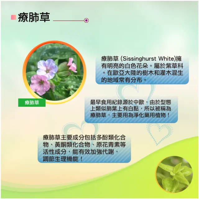 【湧鵬生技】金香草素食膠囊6入組(金香草 療肺草 日本專利黑蒜 每盒30顆 共180顆)