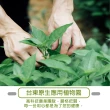【台東原生應用植物園】魚腥草茶-有機栽種x2盒(5gx20包/盒)