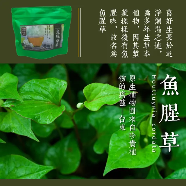 【SF】台東原生草本魚腥草茶x3袋(16入/袋；5g/入)