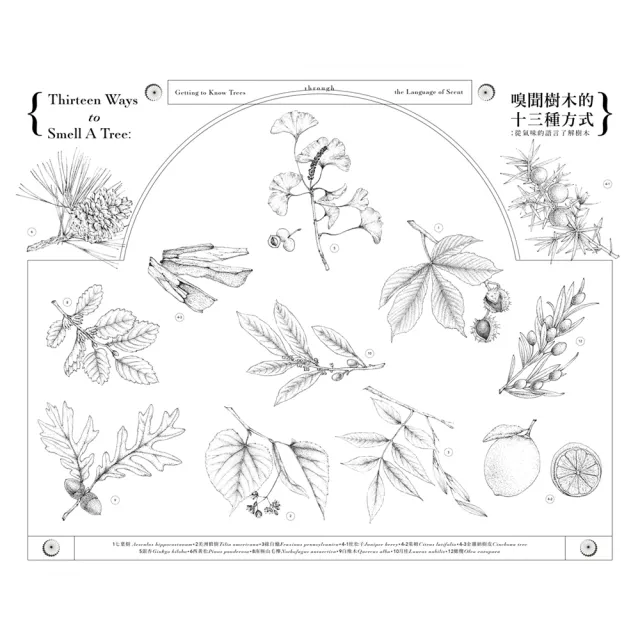 嗅聞樹木的十三種方式：從氣味的語言了解樹木（書衣海報特別收錄12幅精緻針筆植物繪）