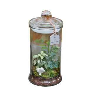 【植物生態瓶】高玻璃DIY材料包+教學影片