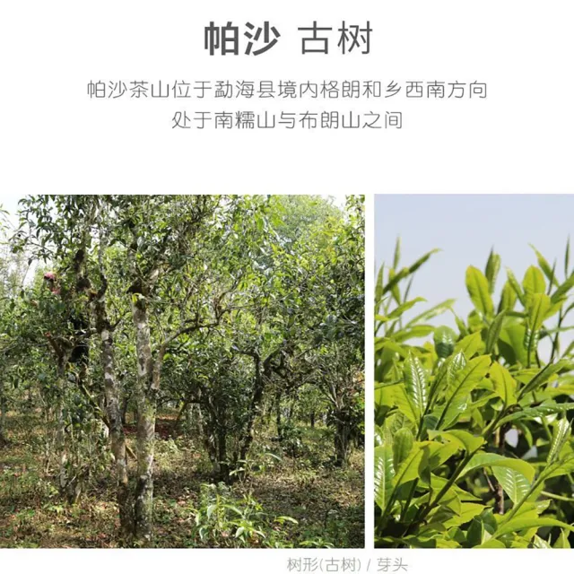 【盛嘉源】2020 帕沙古樹纯料(普洱茶   生茶 357g)