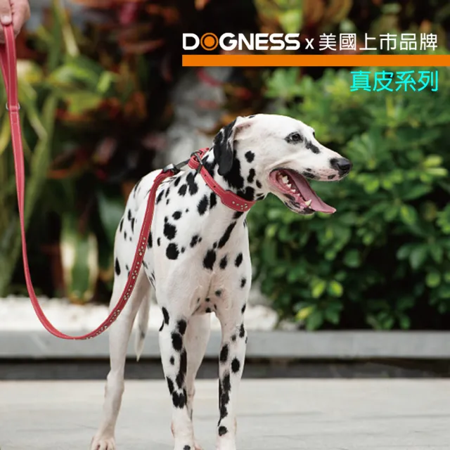 【美好寵商】DOGNESS多尼斯 真皮系列鑽石項圈_XL號(狗項圈 狗狗項圈 真皮項圈)