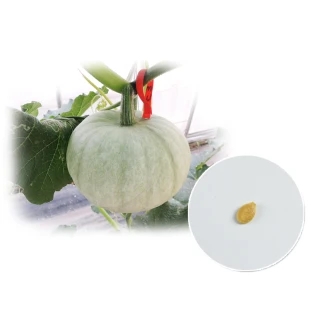 【蔬菜工坊】G01-1.銀栗南瓜種子