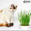 【Nuke 毛核子】DIY貓草植栽組速菜2入一組(貓草種植組兩入一組)