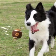 【POOZPET】狗用網球玩具 咖啡豆袋(狗玩具 網球 球玩具 發聲玩具)