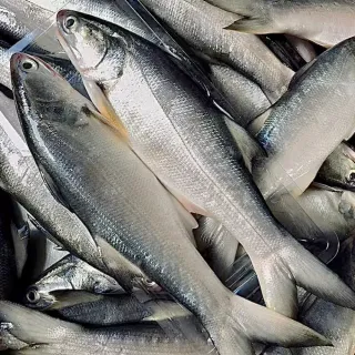 【一手鮮貨】台灣午仔魚(2尾組/單尾殺清前400g/三去處理/真空包裝)