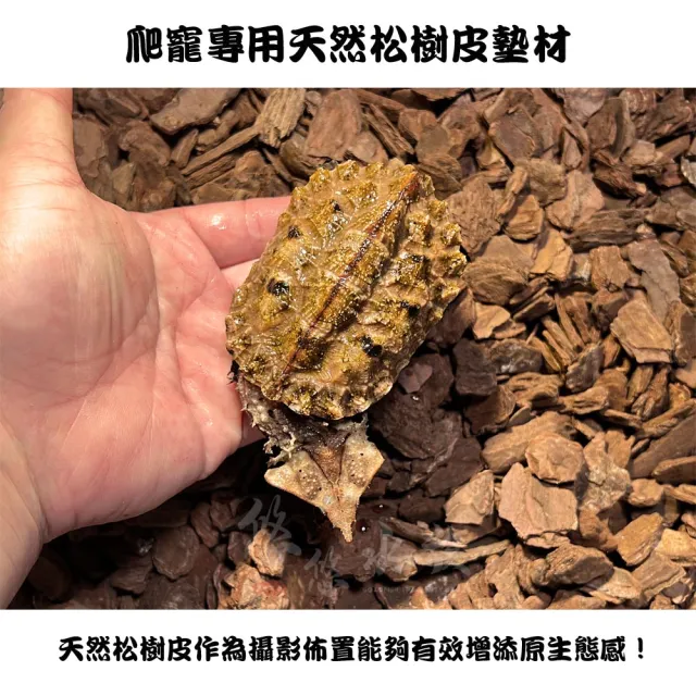 【REPTIZOO 瑞普】天然松樹皮墊材(兩棲爬蟲、爬蟲用品、陸龜用品)
