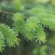 【草本24】Herb24 黑雲杉 純質精油 10ml(淨化空間、振奮心靈、100%純植物萃取)