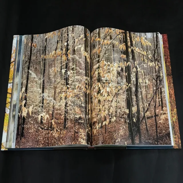 The Living Forest: A Visual Journey Into the Heart of the Woods