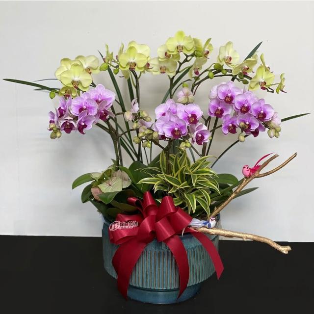 【偉盛花坊】雙色蘭花組合(朋友．祝賀．佈置．榮陞．送禮)