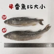 【一手鮮貨】宜蘭爆卵母香魚(1盒組/單盒950g±5%)