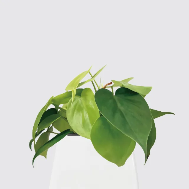 【森多】心葉蔓綠絨－方盆系列｜廚浴植物 水耕盆栽 空氣淨化
