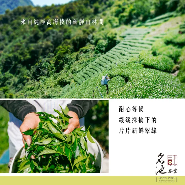 【名池茶業】霧芽四季春烏龍冷泡茶包3gx30入