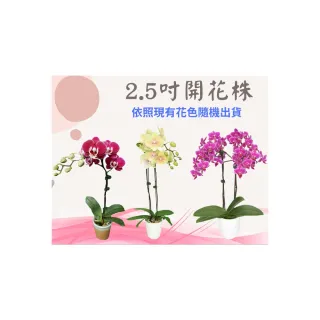 【蘭藝坊】蝴蝶蘭2.5吋開花株-一箱5株(蝴蝶蘭)