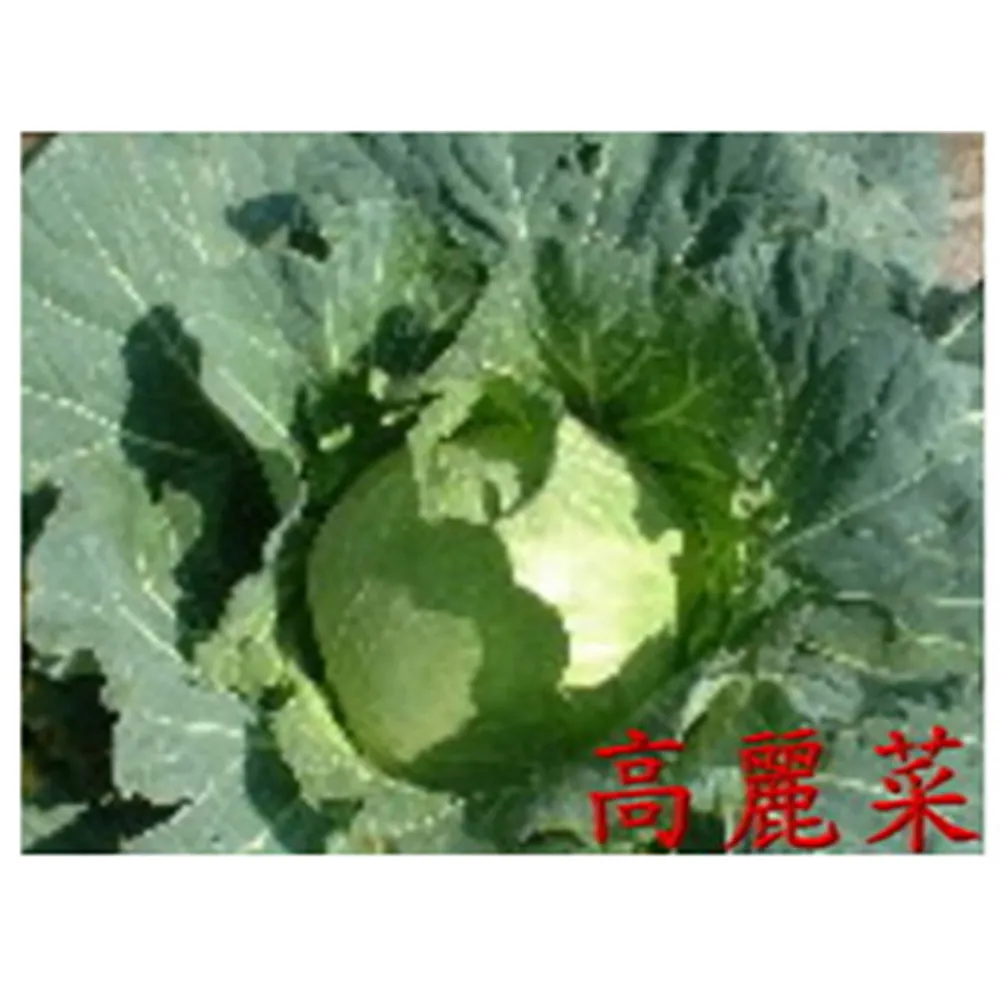 【蔬菜工坊】B09.仙桃高麗菜種子