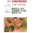 【蔬菜工坊】A31.紅葉拔葉甜萵苣種子(日本進口拔葉A菜、韓國烤肉使用包肉生菜)