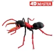 【4D  MASTER】昆蟲系列-鬥牛蟻BULLDOG ANT ANT