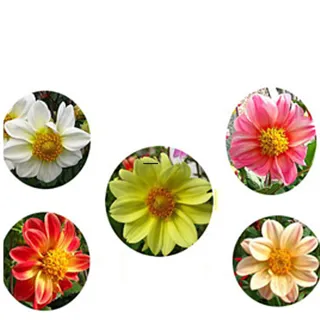 【蔬菜工坊】H26.大理花種子(混合色、高30-40cm)