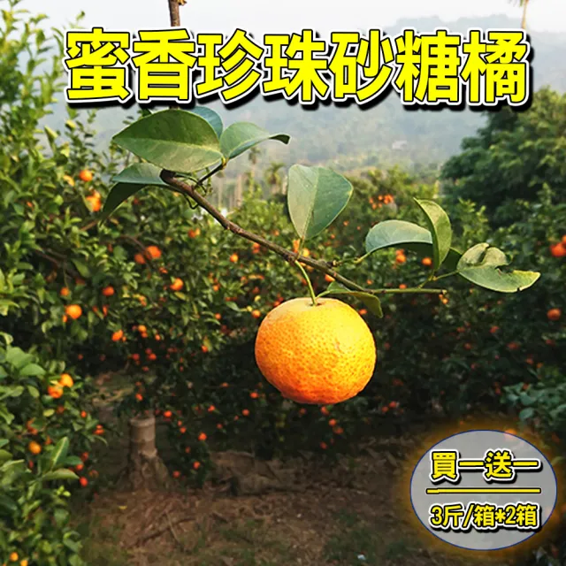 蜜香珍珠砂糖橘(3斤/箱-共2箱)