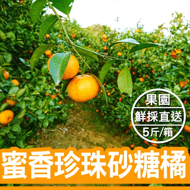 蜜香珍珠砂糖橘(5斤裝/箱)