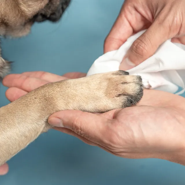 【pidan】貓狗專用濕紙巾 10抽 超值50包入 寵物 環境 便攜款 清潔用品(寵物清潔護理用品)