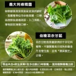 【會呼吸的菜】台灣綜合水耕鮮菜150g±5%x2盒+贈沙拉醬2包