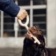 【pidan】磨牙咬膠玩具系列 -鑰匙款 M號寵物玩具 狗磨牙(犬用訓練用品)
