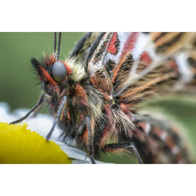 【LAOWA 】老蛙 100mm F2.8 CA-Dreamer Macro 2x 2:1 for SONY E-MOUNT 接環 (公司貨) 百微 微距 手動對焦