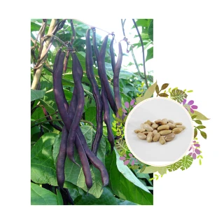 【蔬菜工坊】E20.紫莢敏豆/紫雪/種子24克(約60顆)
