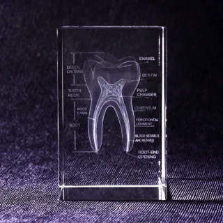 【Mr.sci 賽先生科學】透視牙齒水晶紙鎮