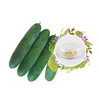 【蔬菜工坊】G71-1青海胡瓜 種子(大黃瓜)