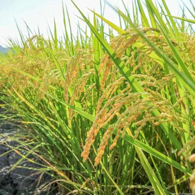 【sgrice 三光米】頭家米-白米與糙米 1kg(共12入)