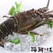 【海鮮主義】極鮮生凍青龍蝦2隻/組(300-350g/隻)