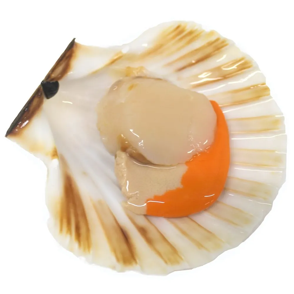 【三頓飯】生鮮半殼扇貝(3包_5-9入/500g/包)