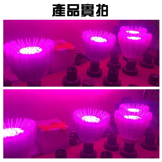 【君沛】君沛 植物燈系列 夾式 40瓦 E27 植物燈泡 紅藍混光 全電壓(植物燈)