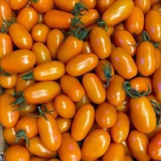 【果農直配】台灣嚴選橙蜜香番茄(5斤/箱)