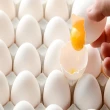 【上豐蛋品小農的蛋】一箱30顆(新鮮無藥殘無抗生素的雞蛋)週期購