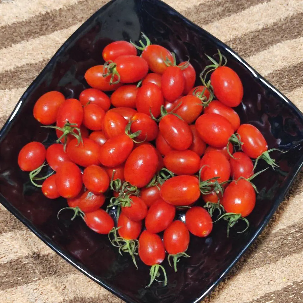 【光合果物】溫室玉女小番茄 10盒(約1斤/盒)