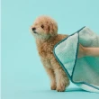 【arrr】寵物軟綿綿毛巾 mini(蓬鬆柔軟 貓狗適用)