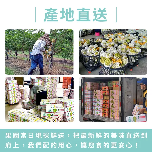 【金好迦】嚴選台東大目釋迦 A級果 10斤x4箱(10-11顆/箱)