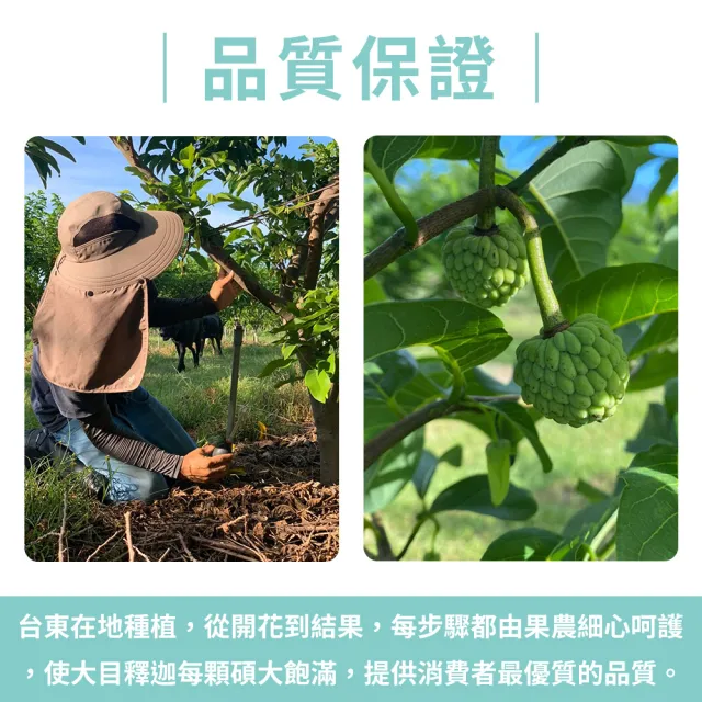【金好迦】嚴選台東大目釋迦 大粒果 6斤x4箱(5-6顆/箱)